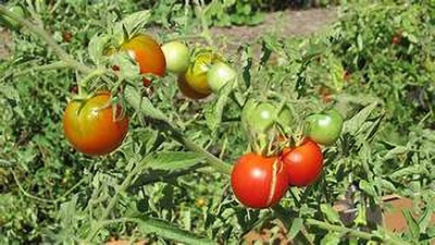 kranti farms tomato Seed(30 per packet)