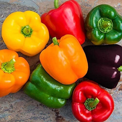 Biosnyg Disease-Resistant Mix Multicolor Capsicum Seeds For Planting-(200 Seeds) Seed(200 per packet)