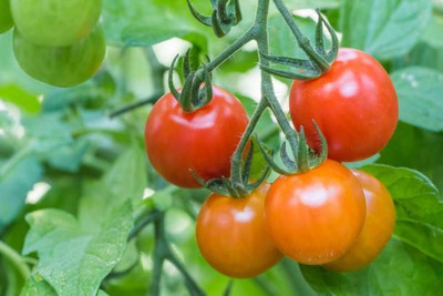 Kodali Hybrid F1 Tomato Seeds Pack Of 130 Seed(130 per packet)