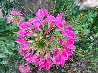 Paudha Cleome spinosa mix Seed(41 per packet)