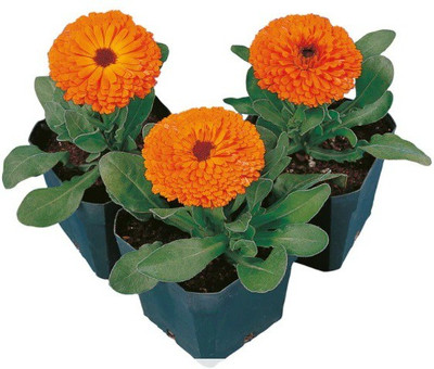 Lippy Calendula Calypso Clear Orange Flower Seed(100 per packet)