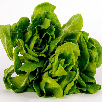 VibeX ® XLR-848 Butterhead-Buttercrunch Lettuce Seeds Seed(200 per packet)