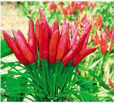 KANAYA Motti Laal Mirch Seed(400 per packet)