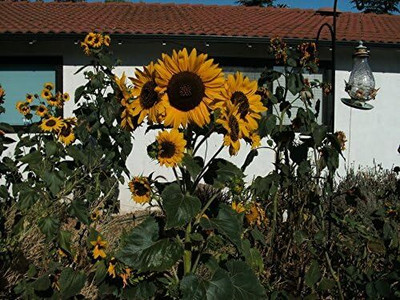 KNESSiN Sunflower Wild Mix[400 Seeds] Seed(400 per packet)