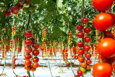 SUNWAN tomato Seed(75 per packet)