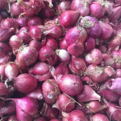 KNESSiN Onion Biennial Allium Cepa Seed(200 per packet)