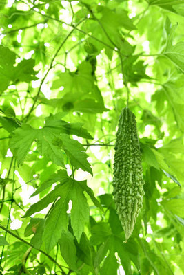 UPASSANA bitter gourd,karela seeds Seed(30 per packet)
