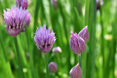 CYBEXIS Organic Chive Vegetable Seeds2800 Seeds Seed(2800 per packet)