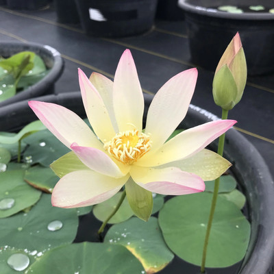 Pbevergreen Mini Lotus Flower Seeds Mix Colors Seed(10 per packet)