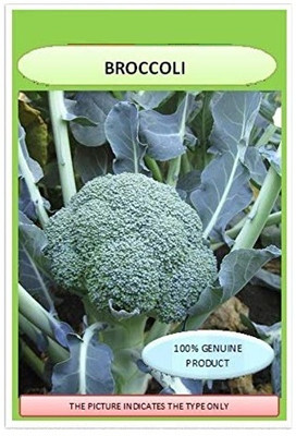 WILLVINE Broccoli And Lettuce Non GMO Heirloom Seeds-[200 Seeds] Seed(200 per packet)