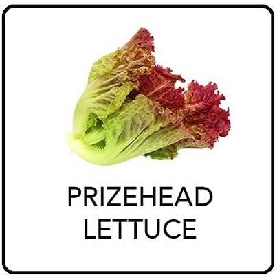 CYBEXIS Prizehead Lettuce2000 Seeds Seed(2000 per packet)