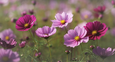 Seedsqlty cosmos seed for planting, high germination (55 seeds) Seed(55 per packet)