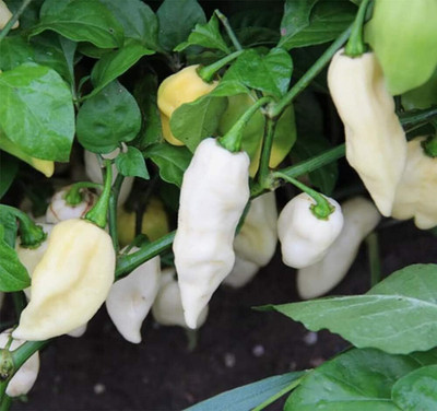 Biosnyg Heirloom White Ghost Pepper Seeds For Gardening-(2000 Seeds) Seed(2000 per packet)