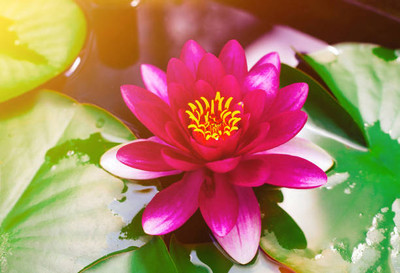 THH lotus,kamal gatta Seed(11 per packet)