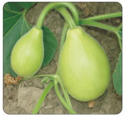 Quentova Small Asian Bottle Gourd-HQL Seed(50 per packet)