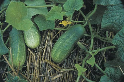 ibains Cucumber fruit seeds Seed(60 per packet)