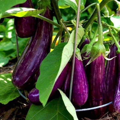 CYBEXIS Combo Of Best Brinjal 12 Varieties Vegetable Seeds Seed(10 g)
