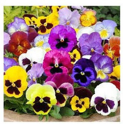 Quentova Pansy Flower Mixed Colour-NDIR-11A Seed(100 per packet)