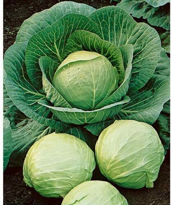 WILLVINE AGRI -VI Cabbage Dutch Early Round [10g] Seed(3000 per packet)