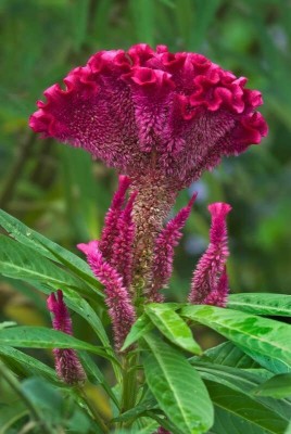 Aywal Celosia Cockscomb Seed(10 per packet)