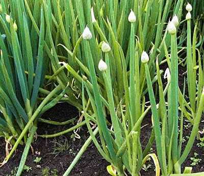 Qualtivate HYB-9A Welsh Onion - White - Hardy Perennial Seed(500 per packet)