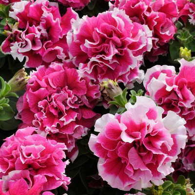 JAYANTAHALDER PETUNIA Flower Seed(100 per packet)