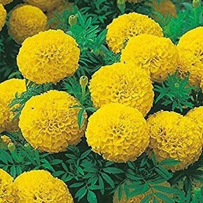 Aywal Marigold Dwarf French - Durango RED Seed(180 per packet)