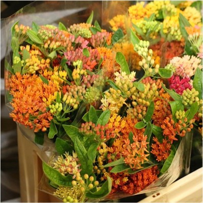 Biosnyg QCO-82 Autumn Blaze Milkweed Mix (Asclepias Species) -[50 Seeds] Seed(50 per packet)