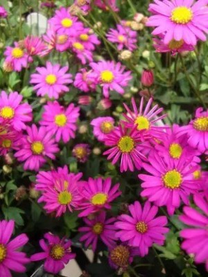 Aro Swan River Daisy Seed(30 per packet)