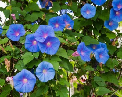 CEYA Heavenly Blue - Organic - Ipomoea Tricolor Seed(100 per packet)