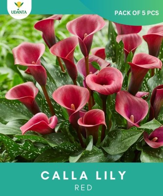Udanta calla lily red flower bulb, all season flower, home Gardening flower Seed(5 per packet)