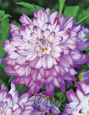 CYBEXIS Dahlia Seed(1 g)