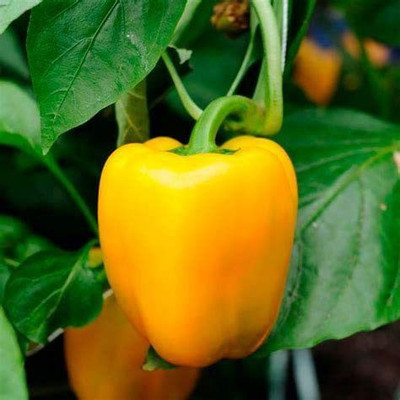 CYBEXIS Hybrid Yellow Capsicum Pepper Vegetable Seeds600 Seeds Seed(600 per packet)