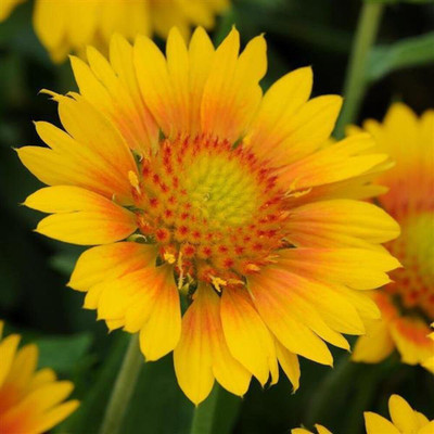 Quentova Gaillardia Pulchella-KGF-8C Seed(75 per packet)