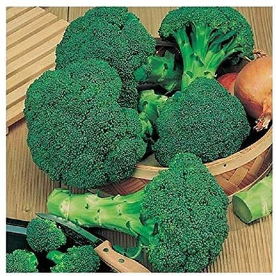 CYBEXIS Broccoli Organic Seeds2000 Seeds Seed(2000 per packet)