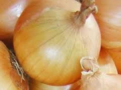 WILLVINE SYN -II Texas Early Grano Onion Short Day [1g] Seed(750 per packet)