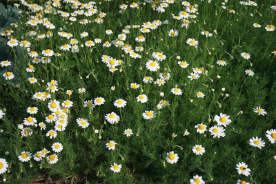 CYBEXIS LXI-5 - Chamomile Roman - (2250 Seeds) Seed(2250 per packet)