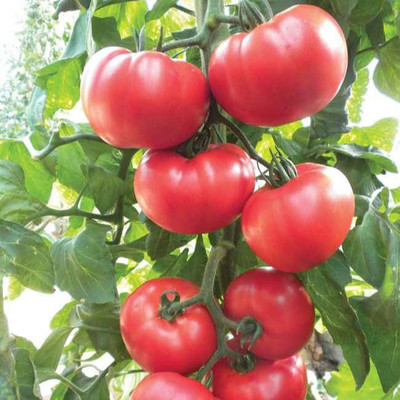 VRAKSHA HIGH QUALITY - TOMATO Seed(1000 per packet)