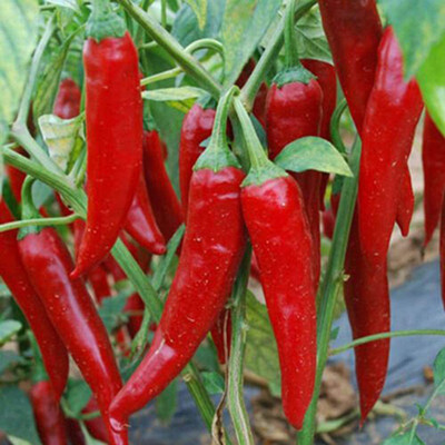 CYBEXIS Hybrid Red Chili Seeds2000 Seeds Seed(2000 per packet)