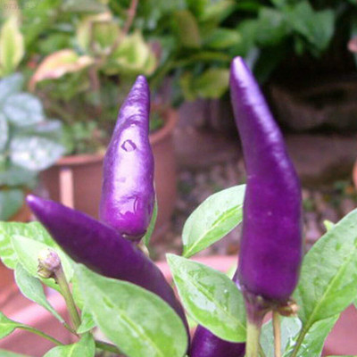 WILLVINE VNR -VII Ornamental Purple Chilli Seed[10gm, 2000 Seeds] Seed(2000 per packet)