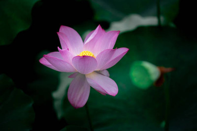 Shree Ganga Enterprise lotus,kamal gatta Seed(10 per packet)