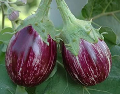 UGRA Brinjal Seed(4000 per packet)
