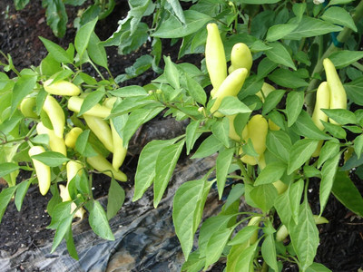 Biosnyg Fast Growing Yellow Wax Pepper Seeds For Kitchen Gardening-(400 Seeds) Seed(400 per packet)