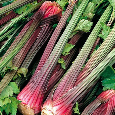 WILLVINE Giant Red Celery Vegetable Seeds-[2000 Seeds] Seed(2000 per packet)