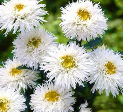 VibeX GUA-83 - Chrysanthemum Leucanthemum - (90 Seeds) Seed(90 per packet)