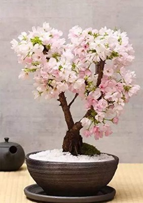NooElec Seeds India 50 Seeds-Dwarf Japanese Sakura Seeds. Rare Japanese Cherry Blossoms Flower Seed(50 per packet)