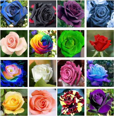 CRGO ROSE , GULAAB Seed(10 per packet)