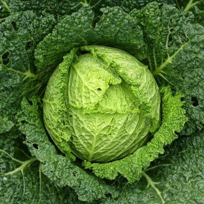 WILLVINE SYN -X Savoy Perfection Cabbage [50g] Seed(15000 per packet)