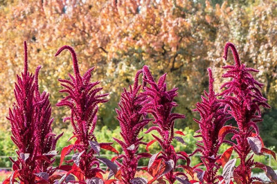 Lorvox Amaranthus Burgundy Red/ Dark Green Flower Seed(18 per packet)