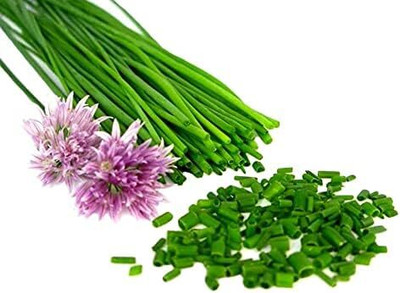 KNESSiN Heat Tolerant Wild Onion Seeds For Kitchen Gardening-(2400 Seeds) Seed(2400 per packet)